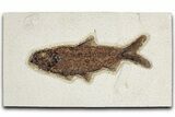 Detailed Fossil Fish (Knightia) - Wyoming #349221-1